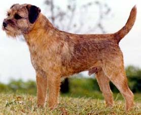 How To Train A Terrier To Get Along With Cats How To Train A Terrier To Get Along With Cats